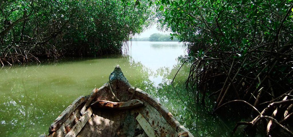 TOUR MANGLARES EXPERIENCIA ECOLOGICA