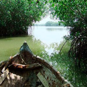 TOUR MANGLARES EXPERIENCIA ECOLOGICA