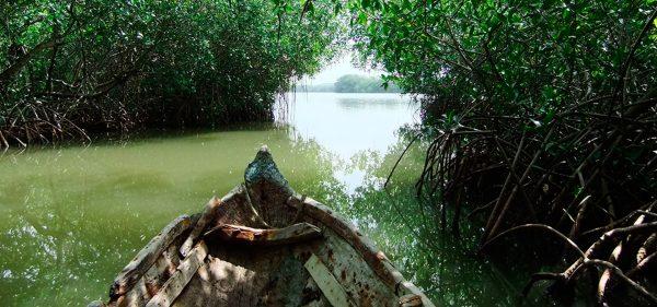 TOUR MANGLARES EXPERIENCIA ECOLOGICA